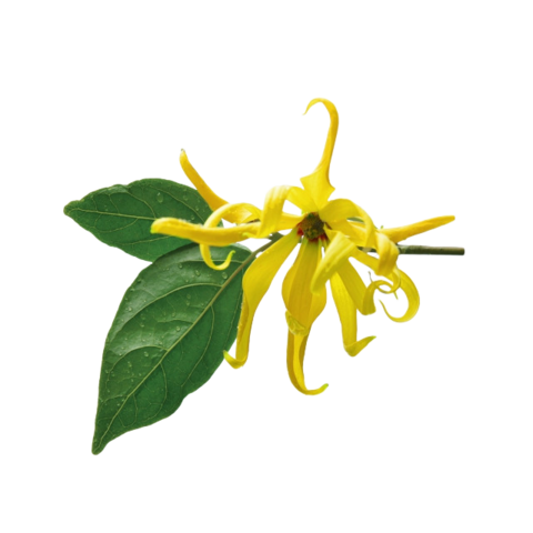 Ylang Ylang